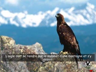 L’aigle doit se rendre sur le sommet d’une montagne et s’y assoir. 