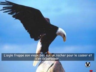 L’aigle frappe son vieux bec sur un rocher pour le casser et s’en débarasser . 