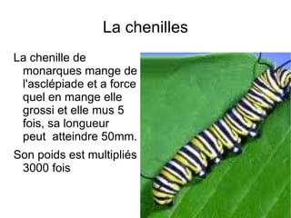 Les larve sorte de leur oeuf environ 5 jours plus tard . 