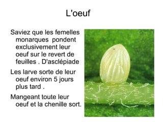 L'oeuf Saviez que les femelles monarques pondent exclusivement leur oeuf sur le revert de feuilles . D'asclépiade