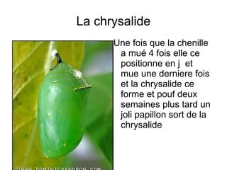 Mangeant toute leur oeuf et la chenille sort.