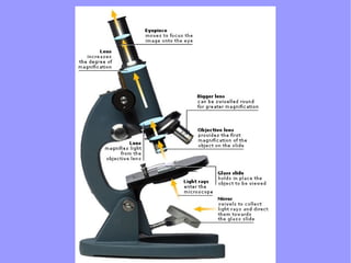 optical microscope | PPT