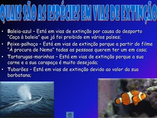 • Baleia-azul – Está em vias de extinção por causa do desporto
  “Caça à baleia” que já foi proibido em vários países;
• Peixe-palhaço – Está em vias de extinção porque a partir do filme
  “À procura de Nemo” todas as pessoas querem ter um em casa;
• Tartarugas-marinhas – Está em vias de extinção porque a sua
  carne e a sua carapaça é muito desejada;
• Tubarões – Está em vias de extinção devido ao valor da sua
  barbatana;
 