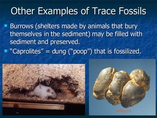 Other Examples of Trace Fossils Burrows (shelters made by animals that bury themselves in the sediment) may be filled with sediment and preserved. “ Caprolites” = dung (“poop”) that is fossilized. 