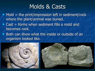 Molds & Casts Mold = the print/impression left in sediment/rock where the plant/animal was buried. Cast = forms when sediment fills a mold and becomes rock. Both can show what the inside or outside of an organism looked like. 