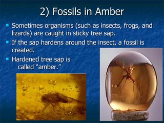 2) Fossils in Amber Sometimes organisms (such as insects, frogs, and lizards) are caught in sticky tree sap. If the sap hardens around the insect, a fossil is created. Hardened tree sap is  called “amber.” 