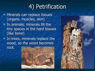 4) Petrification Minerals can replace tissues (organs, muscles, skin) In animals, minerals fill the tiny spaces in the hard tissues (like bone) In trees, minerals replace the wood, so the wood becomes rock. 