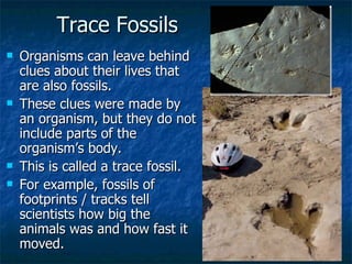 Trace Fossils Organisms can leave behind clues about their lives that are also fossils. These clues were made by an organism, but they do not include parts of the organism’s body. This is called a trace fossil. For example, fossils of footprints / tracks tell scientists how big the animals was and how fast it moved. 