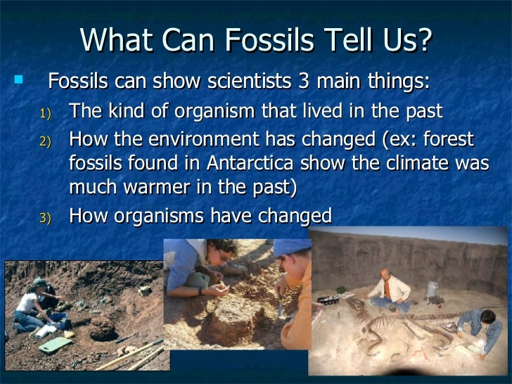 what us scow p p t fossils 9 what us scow p p t fossils 9