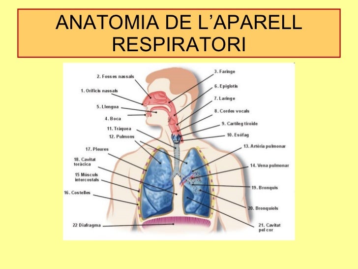 Resultat d'imatges de aparell respiratori