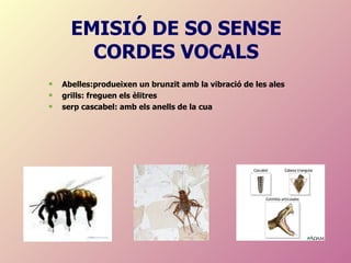 EMISIÓ DE SO SENSE CORDES VOCALS Abelles:produeixen un brunzit amb la vibració de les ales grills: freguen els èlitres serp cascabel: amb els anells de la cua 