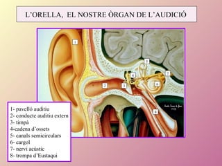 1 2 3 4 6 5 8 7 1- pavelló auditiu 2- conducte auditiu extern 3- timpà 4-cadena d’ossets 5- canals semicirculars 6- cargol 7- nervi acústic 8- trompa d’Eustaqui L’ORELLA,  EL NOSTRE ÒRGAN DE L’AUDICIÓ  