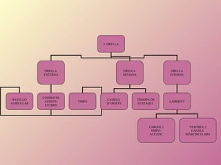 L’ORELLA ORELLA  EXTERNA ORELLA  MITJANA ORELLA INTERNA PAVELLÓ AURICULAR CONDUCTE AUDITIU EXTERN TIMPÀ CADENA  D’OSSETS TROMPA DE EUSTAQUI LABERINT CARGOL I NERVI  ACÚSTIC VESTÍBUL I CANALS  SEMICIRCULARS 