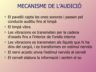 El pavelló capta les ones sonores i passen pel conducte auditiu fins al timpà El timpà vibra Les vibracions es transmeten per la cadena d’ossets fins a l’interior de l’orella interna Les vibracions es transmeten als líquids que hi ha dins del cargol, i es transformen en estímul nerviós El nervi acústic envia l’estímul nerviós al cervell El cervell elabora la informació i sentim el so MECANISME DE L’AUDICIÓ 