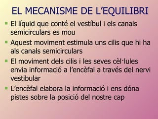 EL MECANISME DE L’EQUILIBRI El líquid que conté el vestíbul i els canals semicirculars es mou  Aquest moviment estimula uns cilis que hi ha als canals semicirculars El moviment dels cilis i les seves cèl·lules envia informació a l’encèfal a través del nervi vestibular L’encèfal elabora la informació i ens dóna pistes sobre la posició del nostre cap 