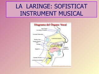 LA LARINGE: SOFISTICAT
 INSTRUMENT MUSICAL
 