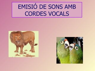EMISIÓ DE SONS AMB
  CORDES VOCALS
 