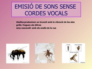 EMISIÓ DE SONS SENSE
       CORDES VOCALS
   Abelles:produeixen un brunzit amb la vibració de les ales
   grills: freguen els èlitres
   serp cascavell: amb els anells de la cua
 