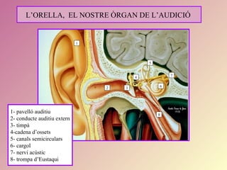 L’ORELLA, EL NOSTRE ÒRGAN DE L’AUDICIÓ


                             1




                                             5


                                         4           7


                                 2   3           6




1- pavelló auditiu                               8
2- conducte auditiu extern
3- timpà
4-cadena d’ossets
5- canals semicirculars
6- cargol
7- nervi acústic
8- trompa d’Eustaqui
 