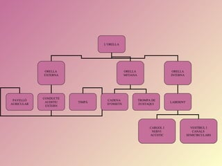 L’ORELLA




            ORELLA                         ORELLA                      ORELLA
            EXTERNA                        MITJANA                    INTERNA




            CONDUCTE
 PAVELLÓ                        CADENA               TROMPA DE
             AUDITIU   TIMPÀ                                          LABERINT
AURICULAR                       D’OSSETS             EUSTAQUI
             EXTERN




                                                           CARGOL I                VESTÍBUL I
                                                            NERVI                   CANALS
                                                           ACÚSTIC               SEMICIRCULARS
 