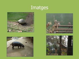 Anar a veure l’espectacle dels dofins.Per a qui? Per a què?Totes les edats.Infants amb l’escola.