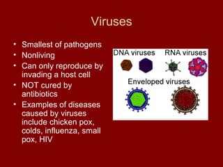 Viruses Smallest of pathogens Nonliving Can only reproduce by invading a host cell NOT cured by antibiotics Examples of diseases caused by viruses include chicken pox, colds, influenza, small pox, HIV  