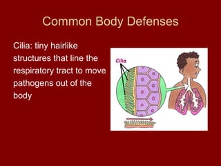 Common Body Defenses Cilia: tiny hairlike structures that line the respiratory tract to move pathogens out of the body 