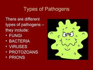Types of Pathogens There are different types of pathogens – they include: FUNGI BACTERIA VIRUSES PROTOZOANS PRIONS   