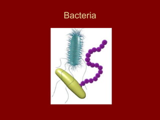 Bacteria 