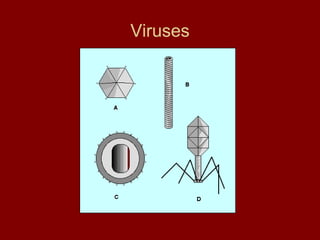 Viruses 