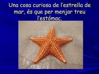 Una cosa curiosa de l’estrella de mar, és que per menjar treu l’estómac. 
