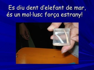 Es diu dent d’elefant de mar, és un mol·lusc força estrany!  