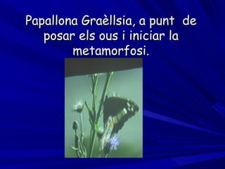 Papallona Graèllsia, a punt  de posar els ous i iniciar la metamorfosi. 