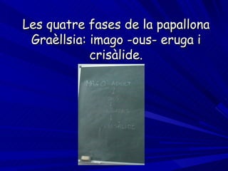 Les quatre fases de la papallona Graèllsia: imago -ous- eruga i crisàlide. 
