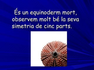 És un equinoderm mort, observem molt bé la seva simetria de cinc parts.   