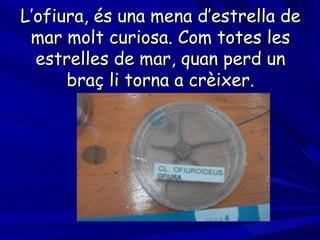 L’ofiura, és una mena d’estrella de mar molt curiosa. Com totes les estrelles de mar, quan perd un braç li torna a crèixer. 