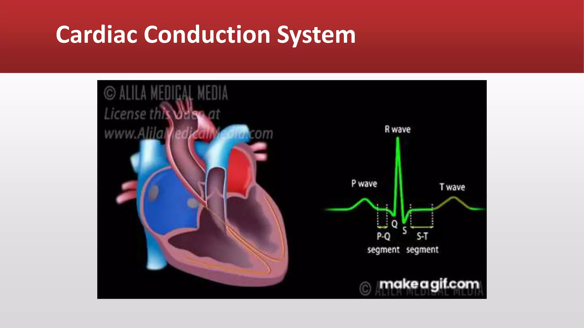 Cardiac Conduction System
 