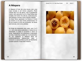 Escola E. B. 2,-3  D. Paio Peres Correia               8ºA        2009-10 A Nêspera A nêspera é fruto de uma árvore com uma copa circular e um tronco pequeno. Pode crescer até 10 m de altura, mas é geralmente menor, com cerca de 3 a 4 m. Suas folhas são simples, tem entre 10 a 25 cm, verde-escuras, são grossas e duras e com a borda irregular.As suas flores aparecem no Outono e início do inverno e os seus frutos amadurecem no fim do inverno e início da primavera. As flores são brancas, com cinco pétalas.As frutas da nespereira são ovais, com 3 a 5 cm, com uma casca aveludada e macia de cor alaranjada. A polpa é suculenta e doce ou ácida, dependendo da variedade e maturação da fruta. Cada fruta contém de 3 a 5 sementes de cor castanha. A nêspera deve ser preferencialmente descascada para o consumo: a casca é fina e pode ser facilmente puxada quando a fruta está madura.4344