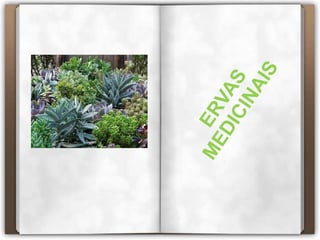 Escola E. B. 2,-3  D. Paio Peres Correia               8ºA        2009-10  A CouveA couve é um vegetal muito rico em Cálcio, Fósforo e Ferro, minerais importantes à formação de ossos e dentes e à integridade do sangue. Contém vitamina A, indispensável à boa visão e à saúde da pele e vitaminas do Complexo B, que tem por funções proteger a pele, evitar problemas do aparelho digestivo e do sistema nervoso.  Esta hortaliça é óptima para o organismo, é laxante pela sua grande quantidade em fibras, e boa para a asma e bronquite. Além disso, a couve é muito boa para combater as enfermidades do fígado.     Em sumo, é um tónico excelente, muito recomendado às crianças em fase de desenvolvimento. O caldo da couve cozida é indicado nas enfermidades da pele.  As folhas de couve cozidas ao vapor e aplicadas topicamente de hora em hora, em forma de cataplasma quente, são boas para combater a artrite, as dores reumáticas em geral. Também tiram a dor em casos de inflamação dos rins e do fígado.  Para uma boa compra é só verificar se as folhas estão bem verdes e sem marcas de picadas de insectos. Se as folhas estiverem amarelas indica que a couve está velha.A couve conserva-se na geladeira em boas condições por uma semana, e o seu período de safra é de Agosto a Fevereiro. 9192