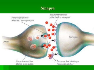 Sinapsa 