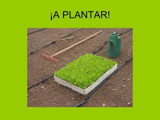 ¡A PLANTAR! 
