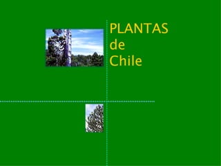 PLANTAS
de
Chile
 