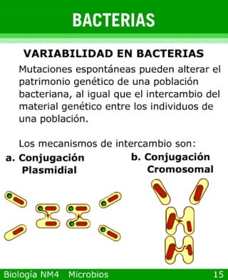 microbios y sistema inmune