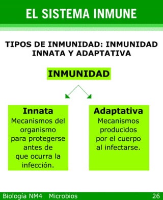 microbios y sistema inmune