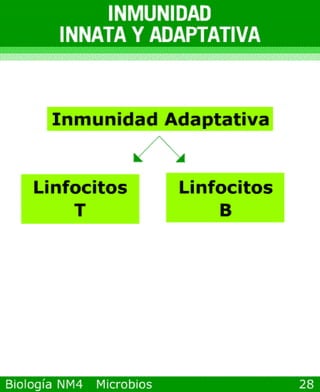 microbios y sistema inmune