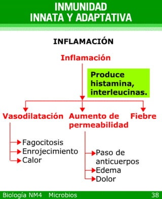 microbios y sistema inmune