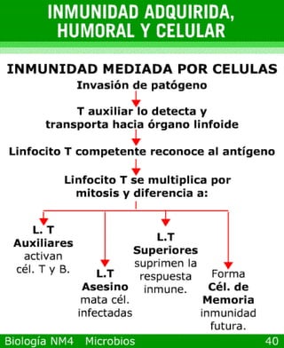 microbios y sistema inmune