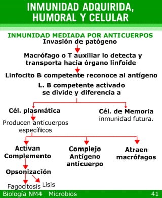 microbios y sistema inmune