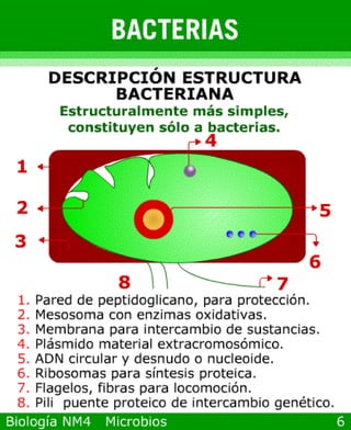 microbios y sistema inmune