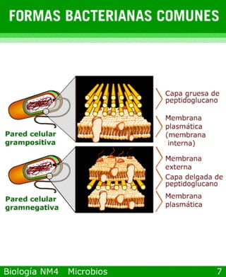 microbios y sistema inmune